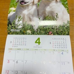 🐶2026 dog カレンダー🐶の画像