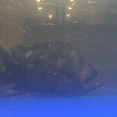 ダトニオ　熱帯魚の画像