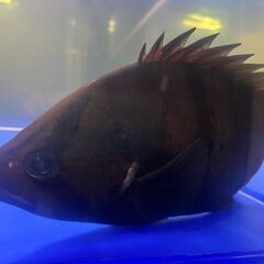 ダトニオ　熱帯魚の画像