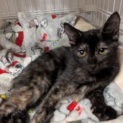 幸せのラッキーCATサビちゃん⭐️1200グラム