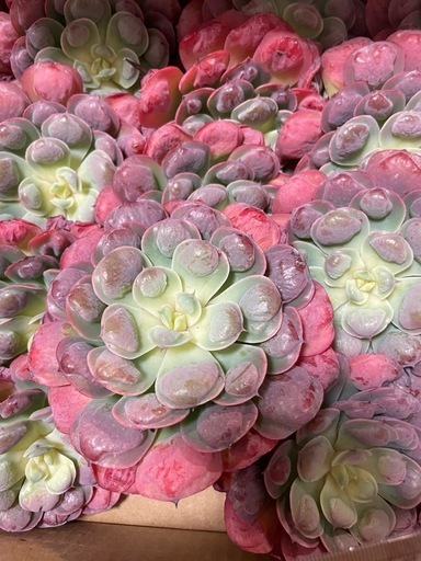 多肉植物、レインドロップス、カット苗 (梅昆布茶) 植松のその他の中古