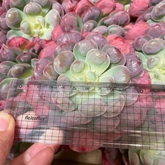 多肉植物、レインドロップス、カット苗の画像