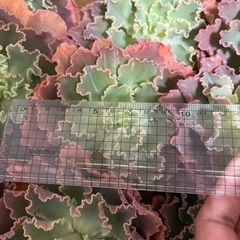 多肉植物、ブルーフォックス、カット苗の画像