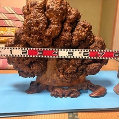 木のコブの画像
