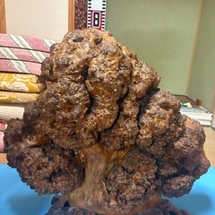 木のコブの画像