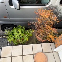 素焼き？の置物と鉢植え(青丸🔵の物だけ)の画像