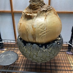 ブーファン・ハエマンソイデスの画像