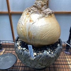 ブーファン・ハエマンソイデスの画像