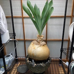 ブーファン・ハエマンソイデスの画像