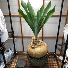 ブーファン・ハエマンソイデスの画像