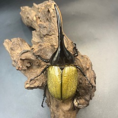 【新成虫】DHヘラクレス♂123mm ※送料事前連絡にて変更可 ※直接受け渡しに変更可の画像