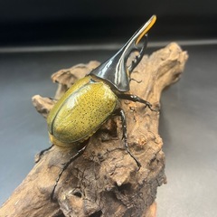 【新成虫】DHヘラクレス♂123mm ※送料事前連絡にて変更可 ※直接受け渡しに変更可の画像