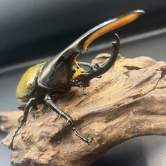 【新成虫】DHヘラクレス♂123mm ※送料事前連絡にて変更可 ※直接受け渡しに変更可の画像