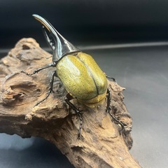 【新成虫】DHヘラクレス♂123mm ※送料事前連絡にて変更可 ※直接受け渡しに変更可の画像