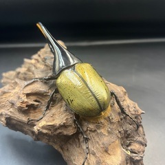 【新成虫】DHヘラクレス♂129mm ※送料事前連絡にて変更可 ※直接受け渡しに変更可の画像