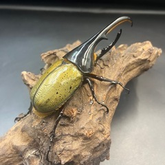 【新成虫】DHヘラクレス♂129mm ※送料事前連絡にて変更可 ※直接受け渡しに変更可の画像