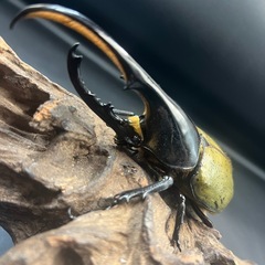 【新成虫】DHヘラクレス♂129mm ※送料事前連絡にて変更可 ※直接受け渡しに変更可の画像