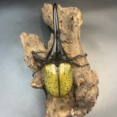 【新成虫】DHヘラクレス♂132mmの出品です。 ※送料事前連絡にて変更可 ※直接受け渡しに変更可の画像