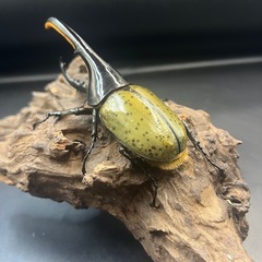 【新成虫】DHヘラクレス♂132mmの出品です。 ※送料事前連絡にて変更可 ※直接受け渡しに変更可の画像