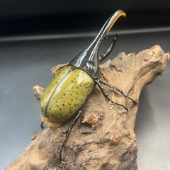 【新成虫】DHヘラクレス♂132mmの出品です。 ※送料事前連絡にて変更可 ※直接受け渡しに変更可の画像