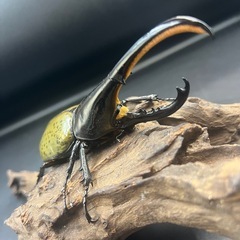 【新成虫】DHヘラクレス♂132mmの出品です。 ※送料事前連絡にて変更可 ※直接受け渡しに変更可の画像