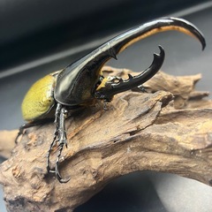 【新成虫】DHヘラクレス♂134mm ※送料事前連絡にて変更可 ※直接受け渡しに変更可の画像