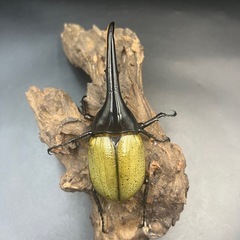 【新成虫】DHヘラクレス♂134mm ※送料事前連絡にて変更可 ※直接受け渡しに変更可の画像