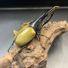 【新成虫】DHヘラクレス♂134mm ※送料事前連絡にて変更可 ※直接受け渡しに変更可の画像