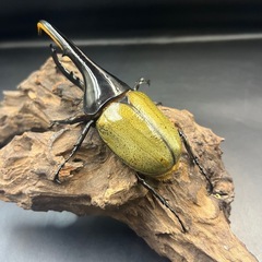【新成虫】DHヘラクレス♂134mm ※送料事前連絡にて変更可 ※直接受け渡しに変更可の画像