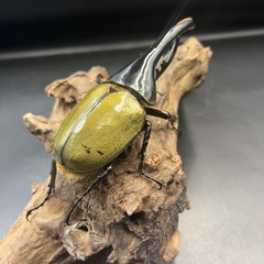 【新成虫】DHヘラクレス♂135mm ※送料事前連絡にて変更可 ※直接受け渡しに変更可の画像