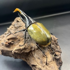 【新成虫】DHヘラクレス♂135mm ※送料事前連絡にて変更可 ※直接受け渡しに変更可の画像