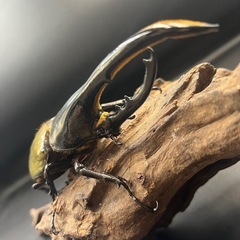 【新成虫】DHヘラクレス♂135mm ※送料事前連絡にて変更可 ※直接受け渡しに変更可の画像