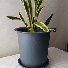 サンセベリアの画像