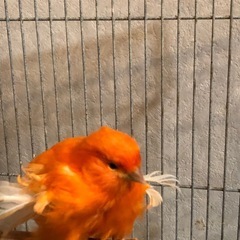 カナリア　　　の画像
