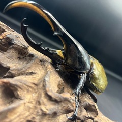 【新成虫】DHヘラクレス♂136mm ※送料事前連絡にて変更可 ※直接受け渡しに変更可の画像