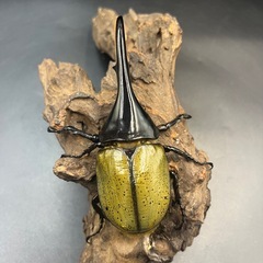 【新成虫】DHヘラクレス♂136mm ※送料事前連絡にて変更可 ※直接受け渡しに変更可の画像
