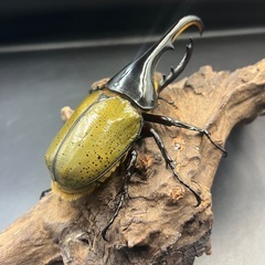 【新成虫】DHヘラクレス♂136mm ※送料事前連絡にて変更可 ※直接受け渡しに変更可の画像