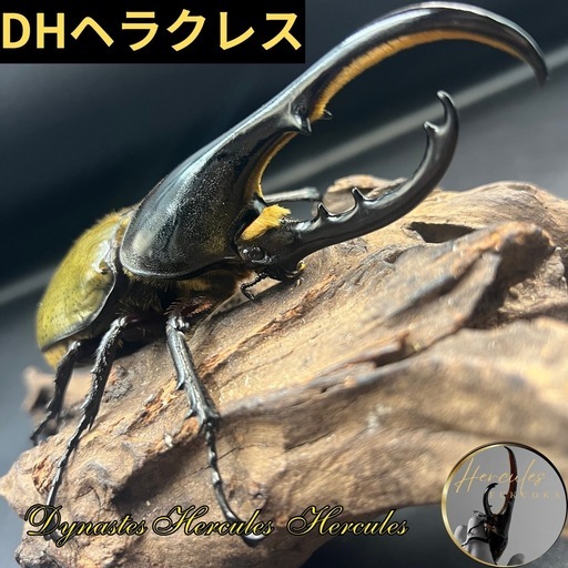 【ペア】DHヘラクレス ♂145mm♀60mm  ※送料事前連絡にて変更可 ※直接受け渡しに変更可 新成虫】DHヘラクレス♂136mm ※送料事前連絡にて変更可 ※直接受け渡し