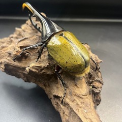 【新成虫】DHヘラクレス♂136mm ※送料事前連絡にて変更可 ※直接受け渡しに変更可の画像