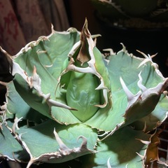 【コレクション株】アガベ　白鯨の画像