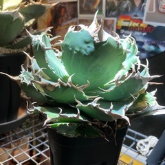 【コレクション株】アガベ　白鯨の画像