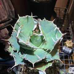 【コレクション株】アガベ　白鯨の画像