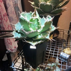 【コレクション株】アガベ　白鯨の画像