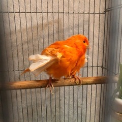 カナリア　　　の画像