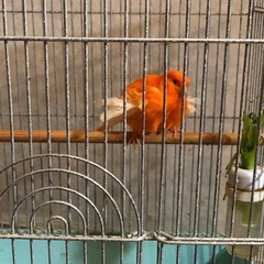 カナリア　　　の画像