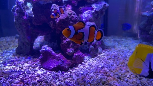 海水魚セット