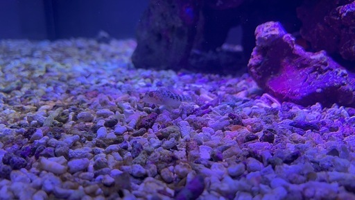 海水魚セット