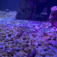 海水魚セットの画像