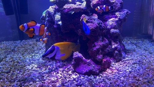 海水魚セット