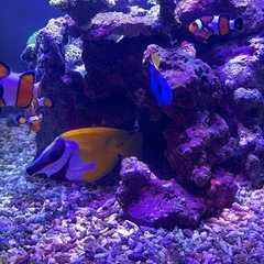海水魚セットの画像
